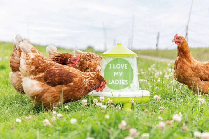 KERBL Futterautomat mit Motiv Ladies